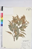 星刺栲、羅浮錐藏品圖，第1張