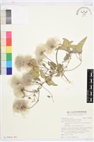 屏東鐵線蓮藏品圖，第1張