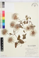 屏東鐵線蓮藏品圖，第1張