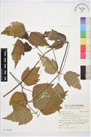 串鼻龍藏品圖，第1張