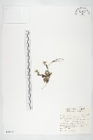 齒葉南芥、齒葉筷子芥藏品圖，第1張