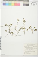 檜林毛茛藏品圖，第1張