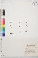 登錄號:S139871藏品圖，第1張