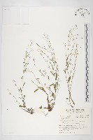 臺灣筷子芥藏品圖，第1張