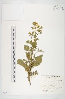 山芥菜藏品圖，第1張