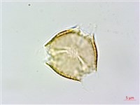 虎婆刺藏品圖，第2張