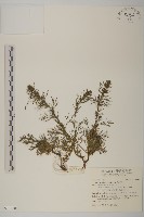 高山艾藏品圖，第1張