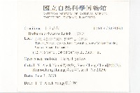 山芥菜藏品圖，第2張