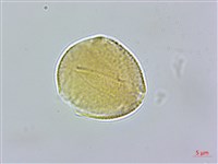 玉山櫻草藏品圖，第2張