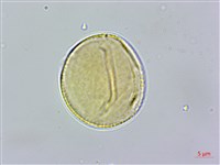 玉山櫻草藏品圖，第3張