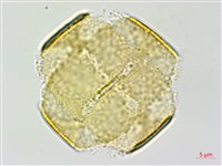 彎果黃菫藏品圖，第1張
