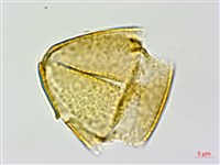 彎果黃菫藏品圖，第2張