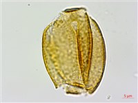 彎果黃菫藏品圖，第3張