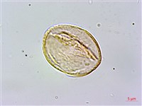 玉山金梅藏品圖，第2張