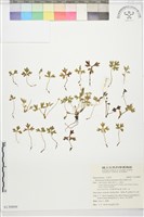 蓬萊毛茛藏品圖，第1張