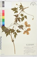 繡球藤藏品圖，第4張