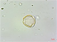 繡球藤藏品圖，第1張