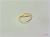 繡球藤藏品圖，第2張