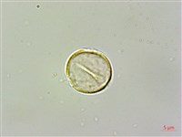 繡球藤藏品圖，第3張