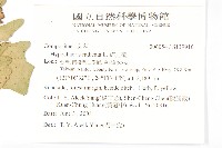 貓兒菊藏品圖，第2張