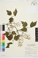 串鼻龍藏品圖，第1張