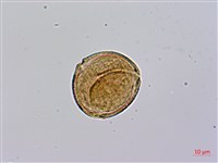 皺葉酸模藏品圖，第3張