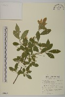 菱葉衛矛藏品圖，第1張