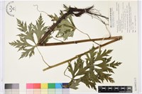 蔓烏頭藏品圖，第1張