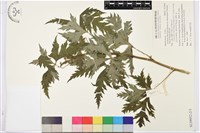 蔓烏頭藏品圖，第2張