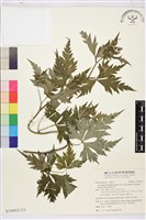 蔓烏頭藏品圖，第3張