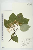 梜木藏品圖，第1張