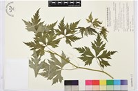 蔓烏頭藏品圖，第1張