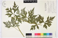 蔓烏頭藏品圖，第2張