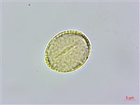 山桐子藏品圖，第1張