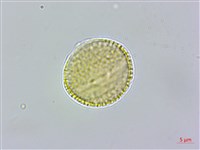 山桐子藏品圖，第2張