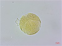 山桐子藏品圖，第3張