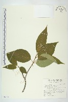 梜木藏品圖，第1張