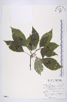 臺灣青莢葉藏品圖，第1張