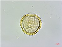 臺灣蝴蝶戲珠花、臺灣蝴蝶花藏品圖，第1張