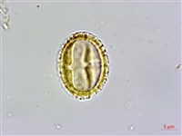 臺灣蝴蝶戲珠花、臺灣蝴蝶花藏品圖，第2張