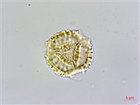 臺灣蝴蝶戲珠花、臺灣蝴蝶花藏品圖，第3張