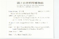 珠芽佛甲草藏品圖，第2張