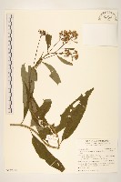 黃菀藏品圖，第1張