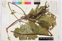 小白頭翁、野棉花藏品圖，第1張