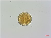 小實女貞藏品圖，第1張