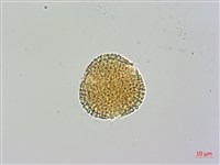 小實女貞藏品圖，第2張