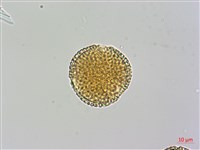 小實女貞藏品圖，第3張