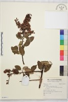 登錄號:S140012藏品圖，第1張