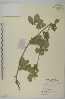 苦皮藤藏品圖，第1張