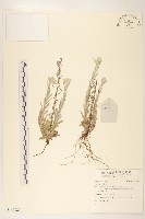 登錄號:S140025藏品圖，第1張